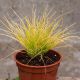 Kostrzewa sina 'Golden Toupee'